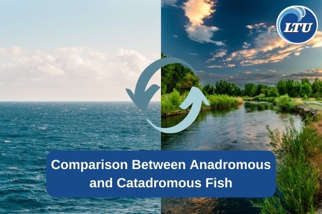 Comparison Between Anadromous and Catadromous Fish